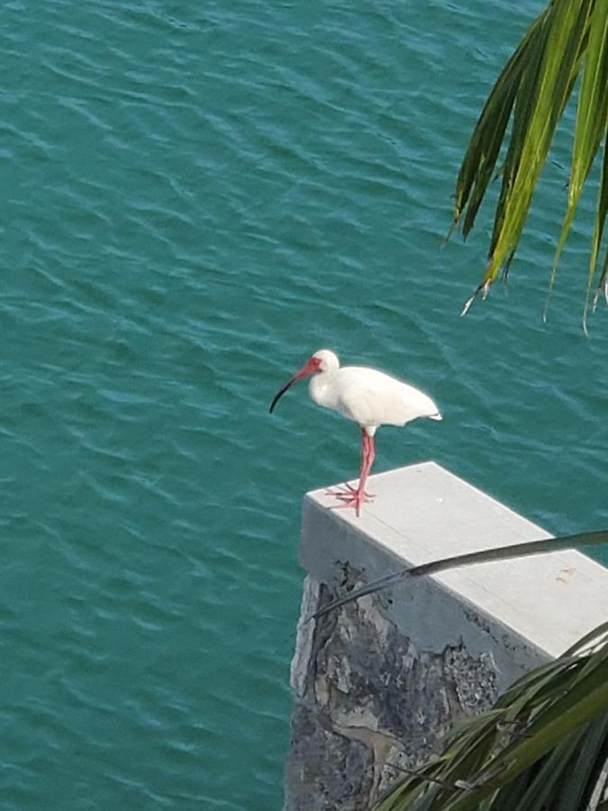 Dolphin Cove (adults Only) Villa Freeport